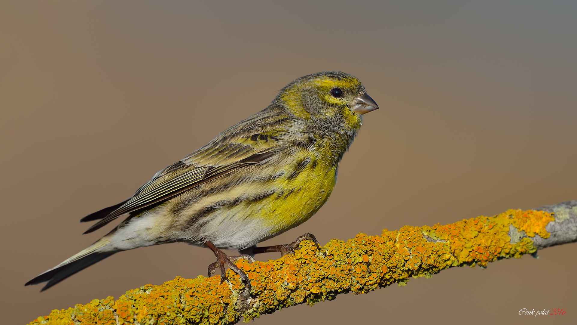 European Serin